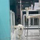 비숑다움 네이버블로그