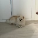 퍼피루시드앤로던트클럽 | 저희 집 막둥이 미용했어요❤️