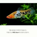 코이 이미지