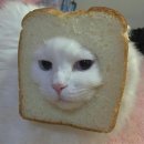 아페시스