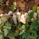 돌산농장 이미지