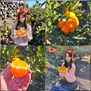 오가네 농장 | 제주도 서귀포 감귤체험 제주 황금향 택배 오가네농장