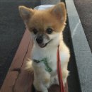 간식주개 이미지