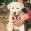 어람