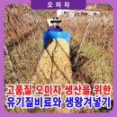 인제농협 미곡처리장 | 고품질 오미자 생산을 위한 월동전 오미자밭 유기질비료 살포하고 생왕겨 넣기