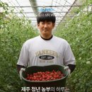 법인제주청년농부 | 방울토마토 키우는 제주의 청년농부, 김기범농부님