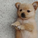 아기강아지 이미지