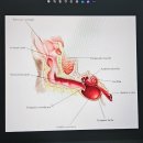 호서메디칼 | 의정부 동물병원 펫인쥬, 강아지 건강검진! 금식/ 비용/ 시간