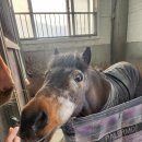 홀스마스터즈 승마클럽 | 서울근교승마장 최고의 마필과 시설 홀스마스터즈승마클럽 기승후기