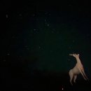 거린사슴전망대 | 제주도 서귀포 별구경 야경명소 천백고지 거린사슴전망대 1100고지 주차장 CCTV 화장실 꿀팁