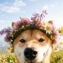 꽃보다강아지 이미지