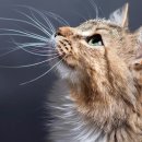 세바코리아 이미지