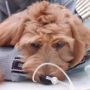 마리네 동물병원 이미지