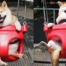 멍멍이가 있는 집 이미지