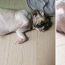 두리동물클리닉 이미지