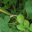 야생 여주 :암팔라야 Ampalaya/비터멜론 (Bitter Melon) 이미지