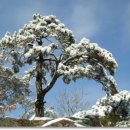 겨울 소나무(雪松) 이미지