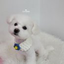 오도DOG 펫살롱 이미지