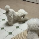 플레이 바우 이미지