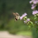 나비 - 강서구 | 나비