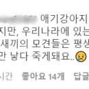 샵펫강아지분양