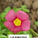 사랑초 스트로베리피아 패더ZW015 이미지
