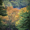내장산 백양사 쌍계루의 가을 단풍 이미지