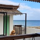 쓰담쓰담해줄개 이미지