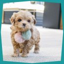 의정부강아지분양 고양이분양 애견분양 펫하임 의정부본점 이미지