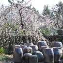 중산간서로 이미지