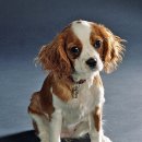 애견세계 이미지