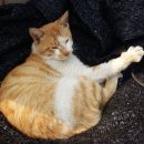 루루바이오 이미지