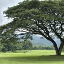 로얄헬스크럽 이미지