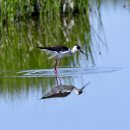 몽골의 새55 - Black-winged stilt(장다리물떼새) 이미지