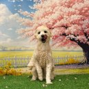 애견호텔 나무야 이미지