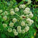 아메르(AMER) 이미지