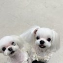 서현애견미용실 이미지