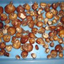 소나무 한입 버섯 판매 이미지