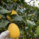 레몬비 서귀포시청점 | 제주여행 제주투어패스 가능한 서귀포 카페 레몬 체험 레몬뮤지엄