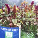 아마란스 - 구미시 | 아마란스