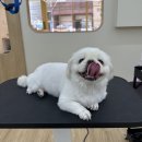 온달 그루밍 이미지