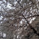 장유휴게소 출구 벚꽃 이미지