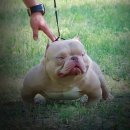 KGB KENNEL 네이버블로그