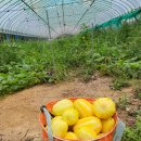 권관농장 이미지