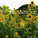 신천동로 이미지