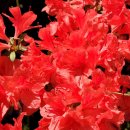 엘지슈퍼렛 이미지