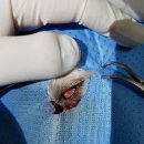 아이조은동물병원 이미지