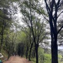 백양산 바람고개 | (부산 백양산) 애진봉🌺철쭉 등산🌺제목없음신라대~삼각봉~유두봉~애진봉~정상~선암사