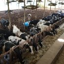 늘찬농장 | 매력적인 한우산업에 대하여(전자책 후기), 소 키워서 월 소득 1000만원 만들기, 늘찬목장 - 이경찬 저