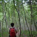 태백 지지리골 자작나무숲 풍경 - 2 이미지